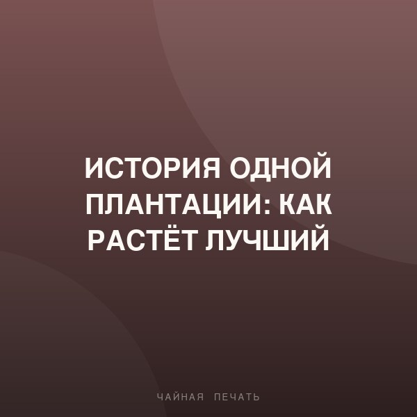 История одной плантации: как растёт лучший дарджилинг